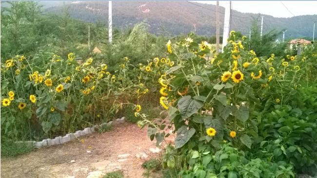 Name:  ss ayiekleri 20.08.2016.jpg
Views: 440
Size:  57.8 KB