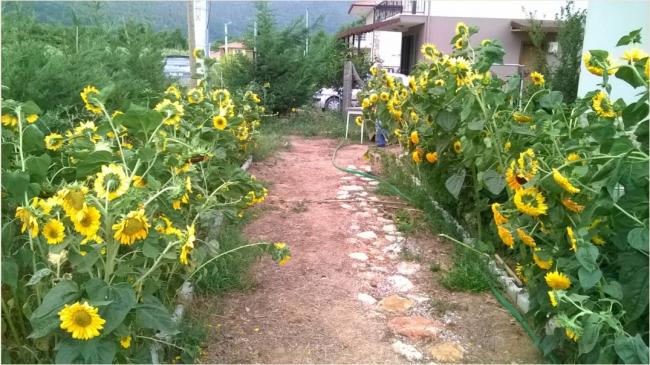 Name:  ss ayiekleri 1-20.08.2016.jpg
Views: 456
Size:  61.7 KB
