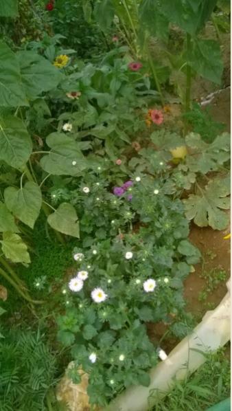 Name:  vapur duman - aster - zinnia 20.08.2016.jpg
Views: 472
Size:  36.3 KB