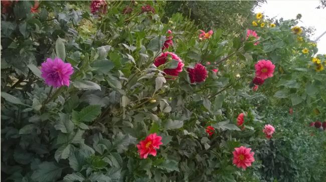 Name:  dahliya 20.08.2016.jpg
Views: 489
Size:  49.9 KB