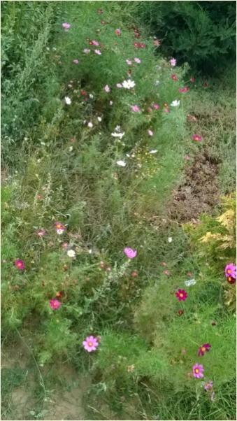 Name:  cosmos 20.08.2016.jpg
Views: 463
Size:  48.0 KB