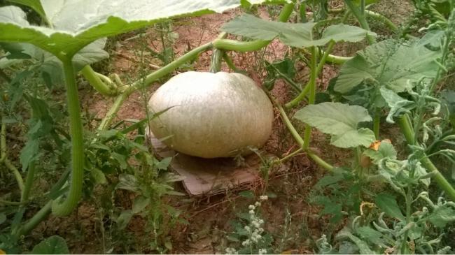 Name:  balkaba 20.08.2016.jpg
Views: 443
Size:  49.7 KB