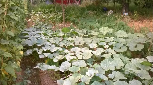 Name:  balkaba 1-20.08.2016.jpg
Views: 452
Size:  55.2 KB