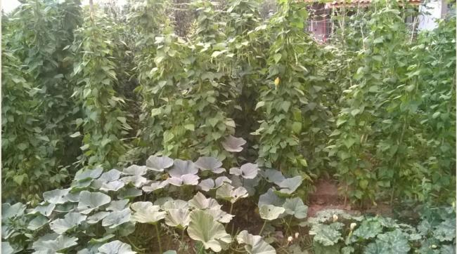 Name:  balkaba beyaz barbunya 20.08.2016.jpg
Views: 456
Size:  57.9 KB