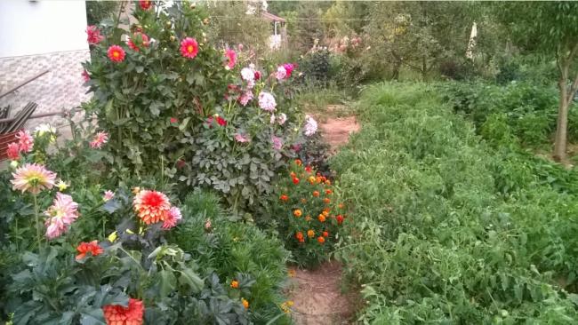 Name:  dahliya - oturak domates 20.08.2016.jpg
Views: 484
Size:  61.4 KB