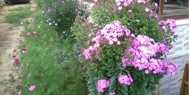 Name:  Phlox 20.08.2016.jpg
Views: 519
Size:  54.7 KB