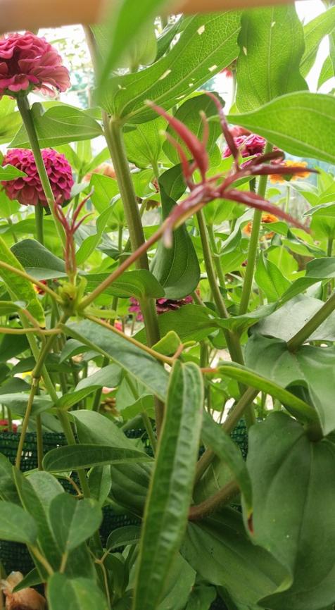 Name:  27082016ctesiclematisarmandii.jpg
Views: 524
Size:  72.1 KB