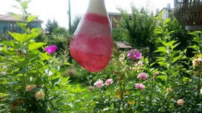 Name:  14141855_10154482026413415_5064604733056398707_n (Small).jpg
Views: 622
Size:  47.8 KB