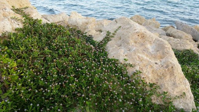Name:  14095726_10154568899674040_4354536622734946260_n.jpg
Views: 614
Size:  66.8 KB