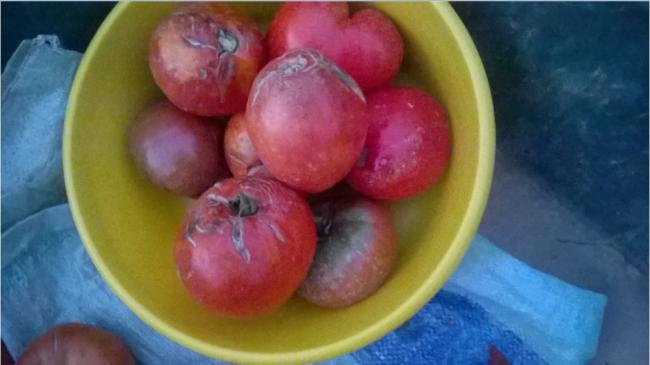 Name:  italian heirloom 26.08.2016.jpg
Views: 399
Size:  28.9 KB
