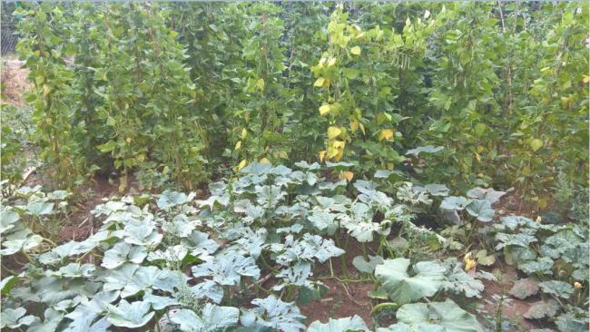 Name:  yamur sonras kabak ve barbunya-25.08.2016.jpg
Views: 422
Size:  66.1 KB