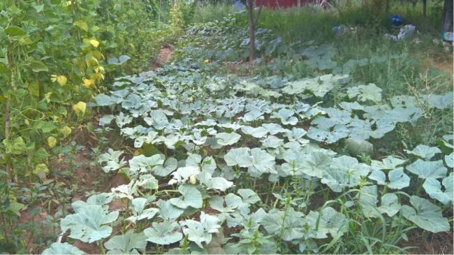 Name:  yamur sonras kabak ve barbunya2-25.08.2016.jpg
Views: 413
Size:  60.0 KB