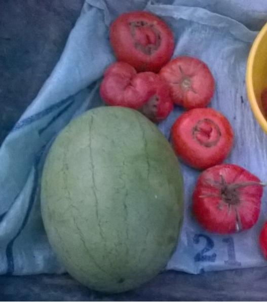 Name:  arliston karpuz 25.08.2016.jpg
Views: 537
Size:  32.6 KB