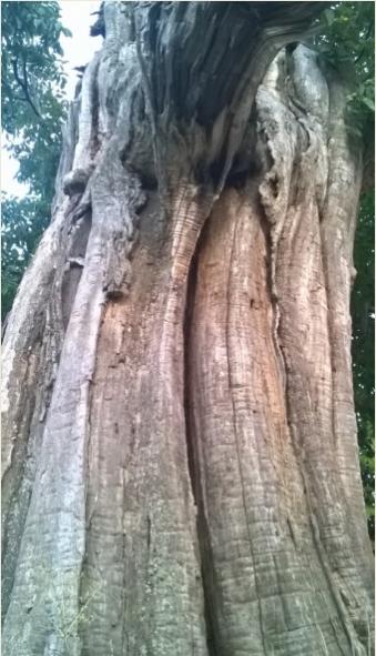 Name:  kuru aa 3-2016.jpg
Views: 526
Size:  43.0 KB