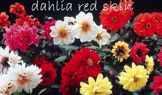 Name:  dahlia red skin2.jpg
Views: 732
Size:  59.0 KB