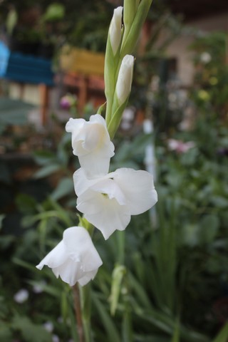 Name:  IMG_4712.jpg
Views: 247
Size:  48.7 KB