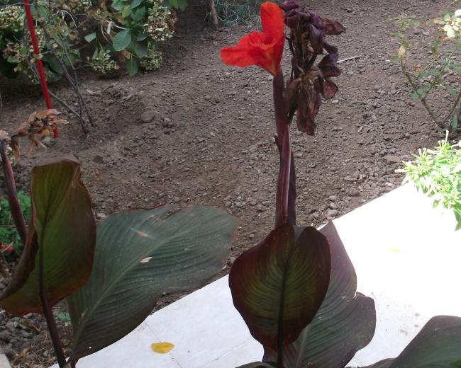 Name:  DSCF9766.jpg
Views: 587
Size:  64.3 KB