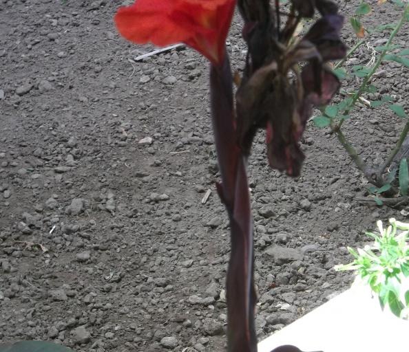 Name:  DSCF9764.jpg
Views: 635
Size:  71.3 KB