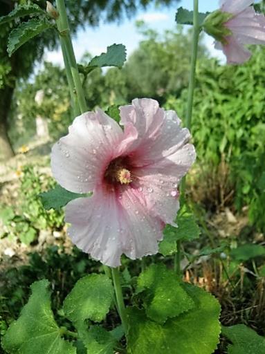 Name:  hatmi.jpg
Views: 479
Size:  38.1 KB