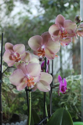Name:  IMG_4131.jpg
Views: 408
Size:  63.3 KB