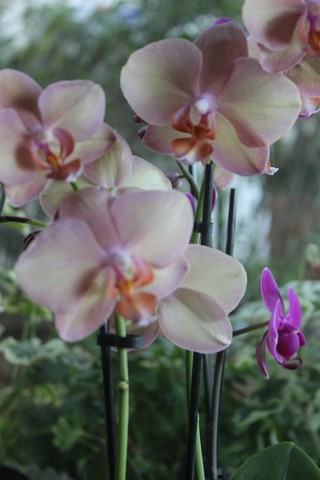 Name:  IMG_4132.jpg
Views: 396
Size:  56.4 KB