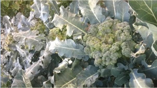Name:  brokoli 09.09.2016.jpg
Views: 968
Size:  43.3 KB