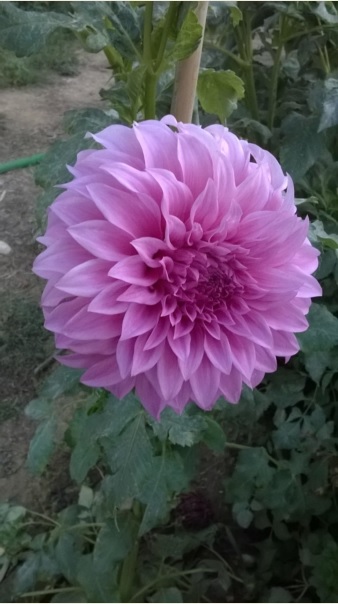Name:  bykiek.com dalyas 10.09.2016.jpg
Views: 961
Size:  65.4 KB