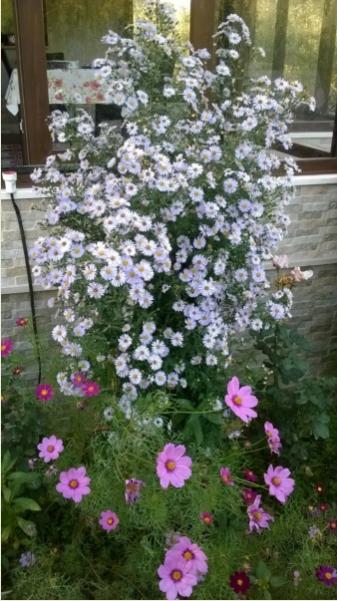 Name:  papatyams aster 09.09.2016.jpg
Views: 1070
Size:  47.8 KB