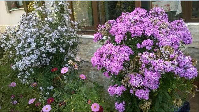 Name:  aster - phylox 09.09.2016.jpg
Views: 947
Size:  68.6 KB