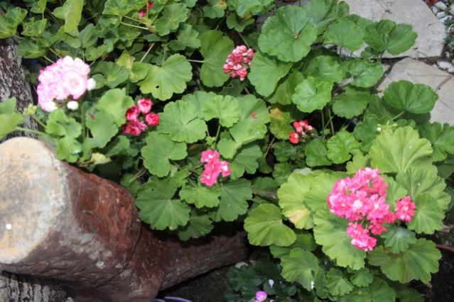Name:  IMG_5413.jpg
Views: 370
Size:  55.1 KB