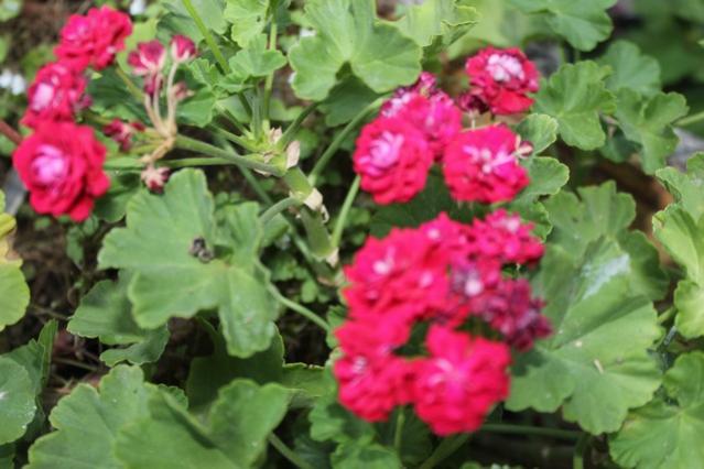 Name:  IMG_5430.jpg
Views: 384
Size:  43.0 KB
