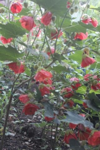 Name:  IMG_4192.jpg
Views: 549
Size:  32.3 KB