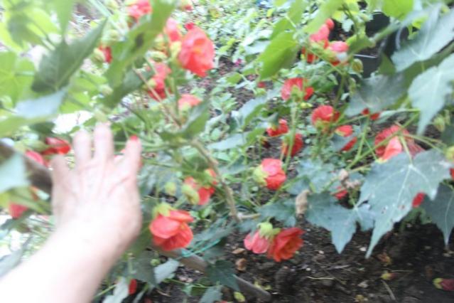 Name:  IMG_4193.jpg
Views: 282
Size:  44.9 KB