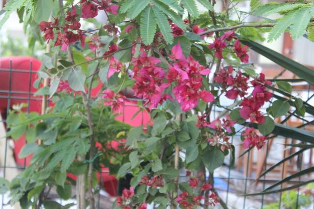 Name:  IMG_4154.jpg
Views: 309
Size:  53.4 KB
