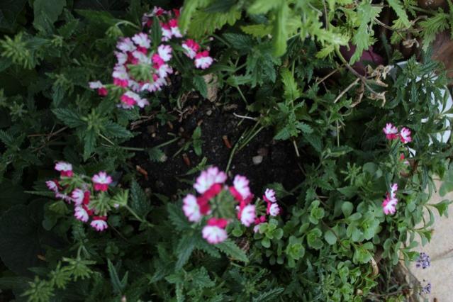 Name:  IMG_4171.jpg
Views: 283
Size:  54.5 KB