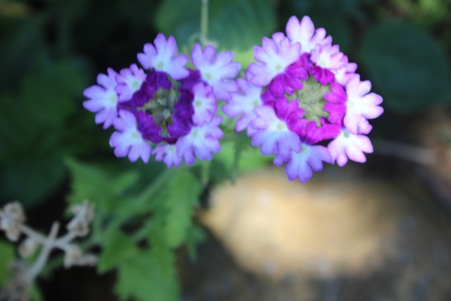 Name:  IMG_4454.jpg
Views: 294
Size:  62.1 KB