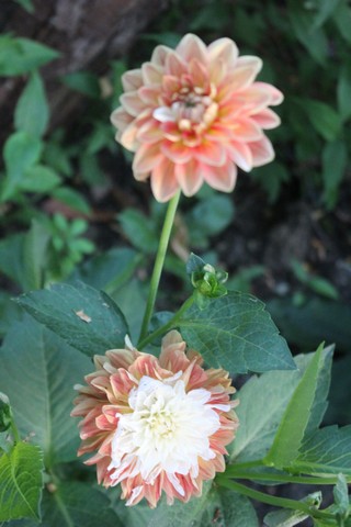 Name:  IMG_4794.jpg
Views: 273
Size:  56.6 KB