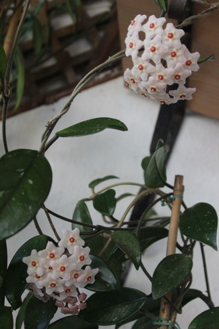 Name:  IMG_4831.jpg
Views: 265
Size:  61.3 KB