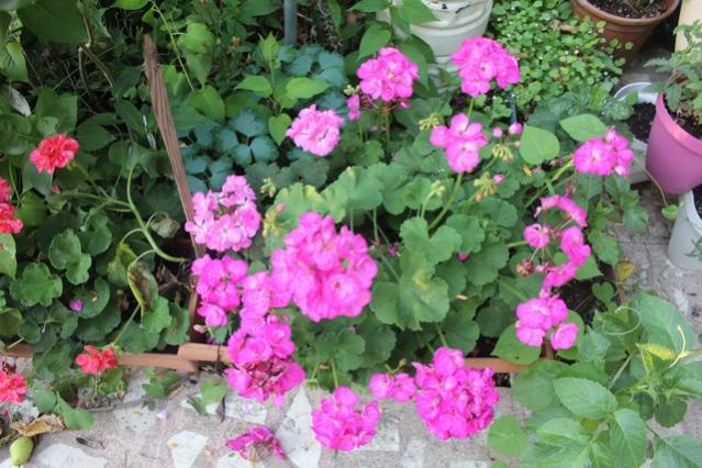 Name:  IMG_4732.jpg
Views: 246
Size:  60.1 KB