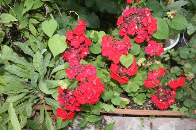 Name:  IMG_4735.jpg
Views: 249
Size:  63.0 KB