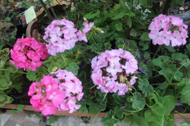 Name:  IMG_4736.jpg
Views: 243
Size:  53.6 KB