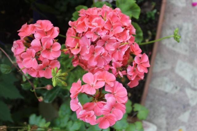 Name:  IMG_4744.jpg
Views: 223
Size:  38.0 KB