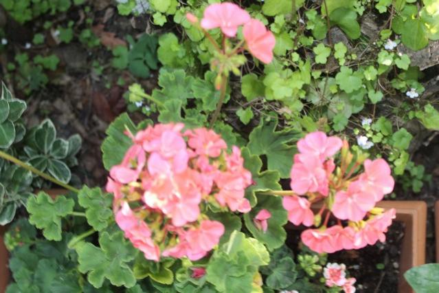 Name:  IMG_4673.jpg
Views: 238
Size:  52.3 KB