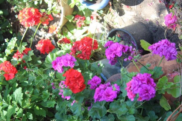 Name:  IMG_4407.jpg
Views: 291
Size:  61.2 KB
