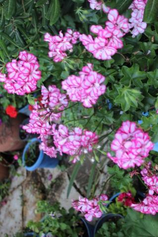 Name:  IMG_4170.jpg
Views: 253
Size:  35.3 KB