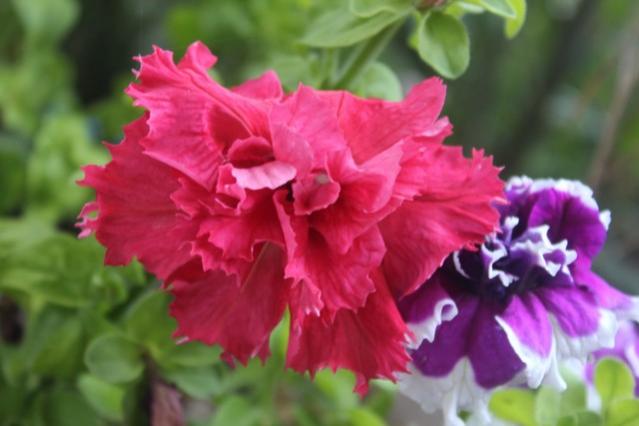 Name:  IMG_4477.jpg
Views: 222
Size:  31.8 KB