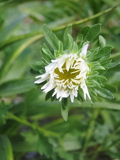 Name:  aster.jpg
Views: 863
Size:  28.5 KB
