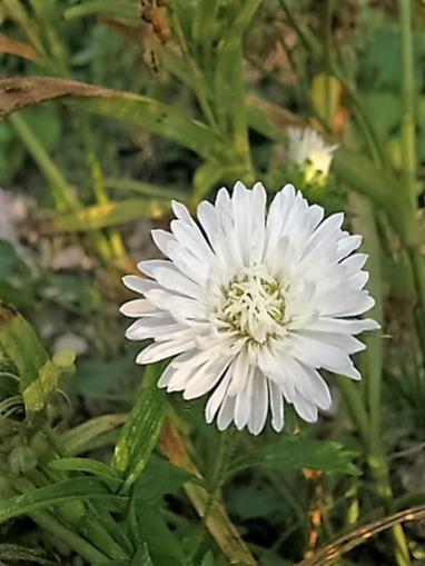 Name:  aster1.jpg
Views: 883
Size:  31.2 KB