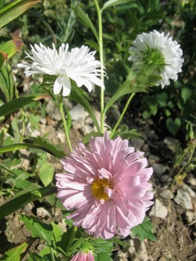 Name:  aster2.jpg
Views: 847
Size:  41.3 KB