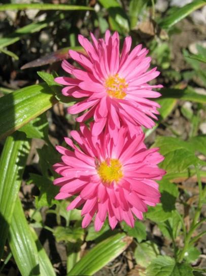 Name:  aster--.jpg
Views: 875
Size:  41.4 KB